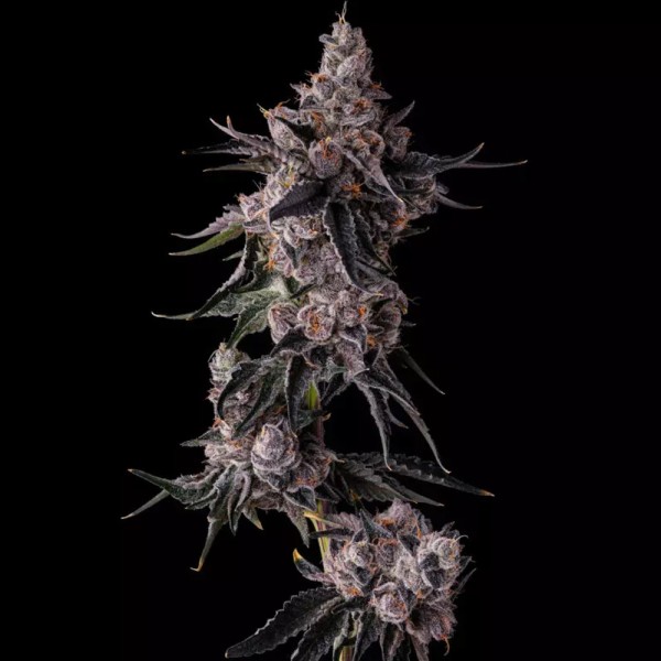 Lemon Cherry Pave - Compound Genetics