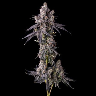 Mora Azul - Compound Genetics