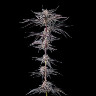 Nakamarra - Compound Genetics