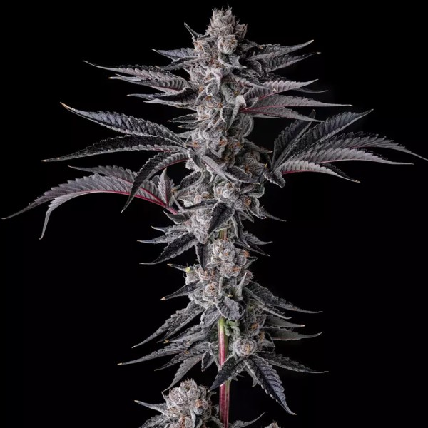 New Money - Compound Genetics
