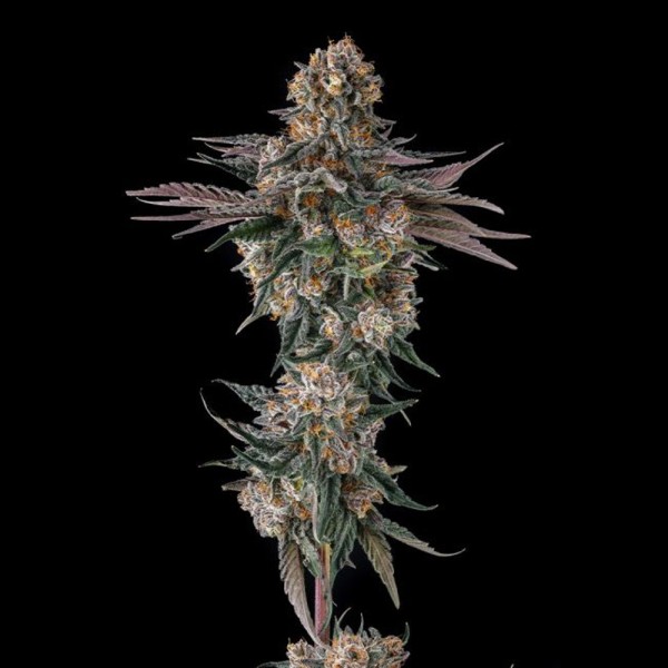Orange Moon - Compound Genetics