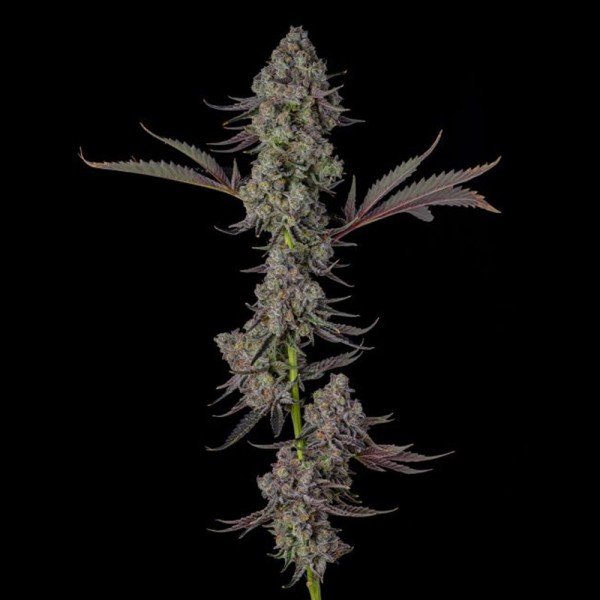 Philbo Baggins - Compound Genetics