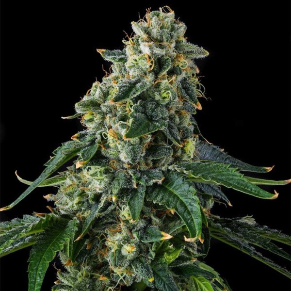 Presidential Pardon - Compound Genetics