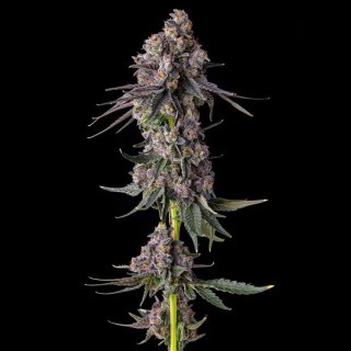 Rainbow Guave - Compound Genetics