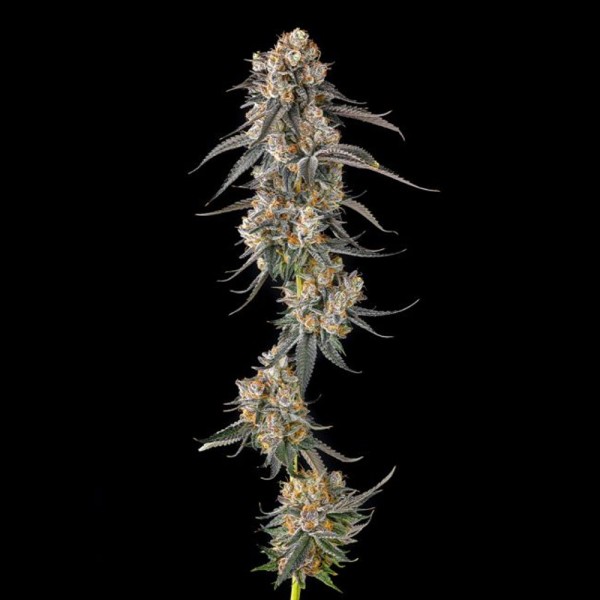 Solazo - Compound Genetics