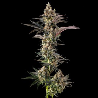 Tostones - Compound Genetics