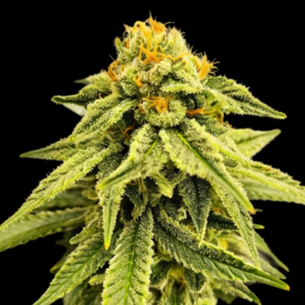 Melted Headz    One Shot Edition Grateful Seeds