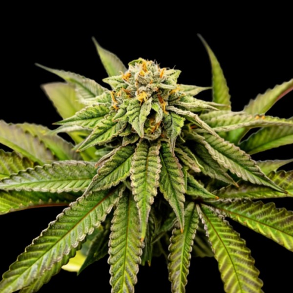 Over The Rainbow   Limited Edition Grateful Seeds
