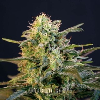 Mamba Negra  Blimburn Seeds