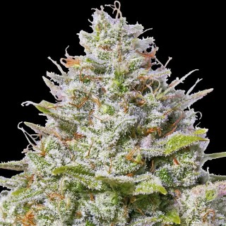 Comprar Blue Gelato 41 | Semillas Barney's Farm Blue Gelato 41 baratas