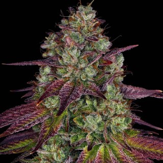 Mimosa Evo | Semillas de marihuana Feminizadas