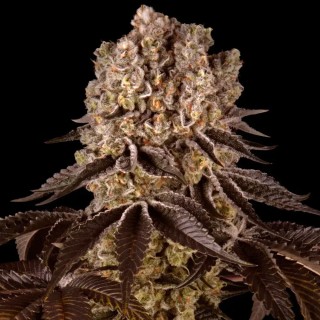 Purple Punch | Semillas de marihuana Feminizadas