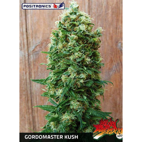 GORDO MASTER KUSH (POSITRONICS)