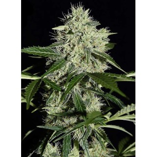 COGOLLO NL AUTOMATIC