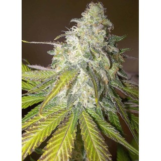 PAINKILLER