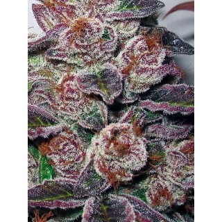 MENDOCINO PURPLE KUSH