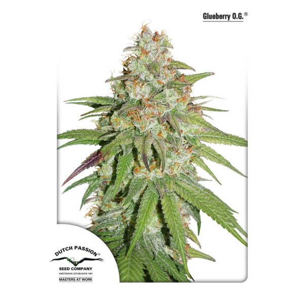 GLUEBERRY OG