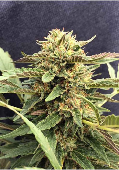 Cannabis Review Journal: A Marijuana - CBD Therapy Medical Logbook : keep  track of different strains, effects, and symptoms relieved (Healing Hemp):  Herb Appeal, Medicinal: 9781096722403: Amazon.com: Books