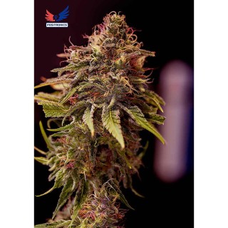 Positronics CBD + CARAMELICE