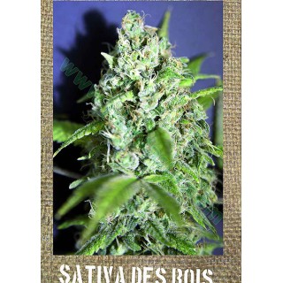 SATIVA DES ROIS