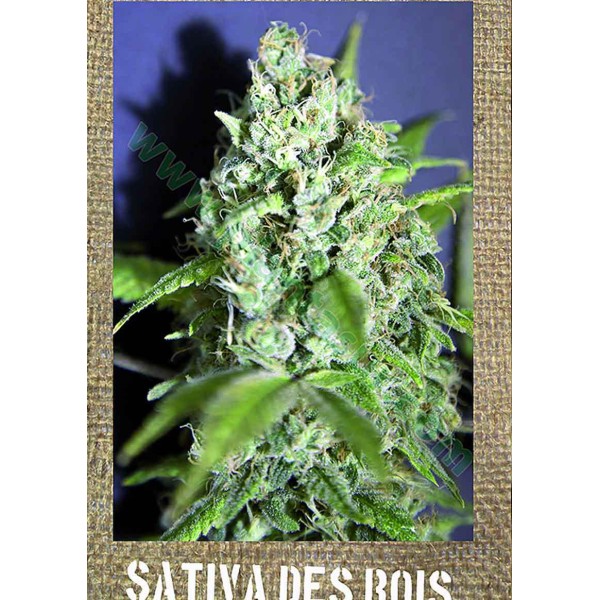 SATIVA DES ROIS