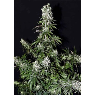 WHITE STRAWBERRY SKUNK