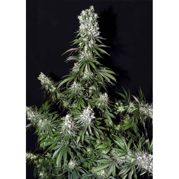 WHITE STRAWBERRY SKUNK