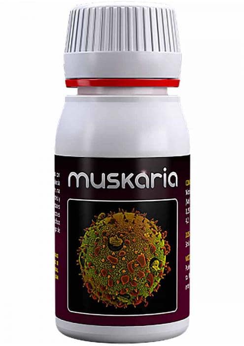 MUSKARIA