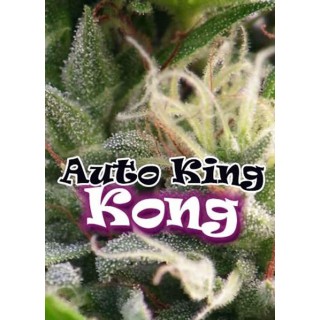 AUTO KING KONG