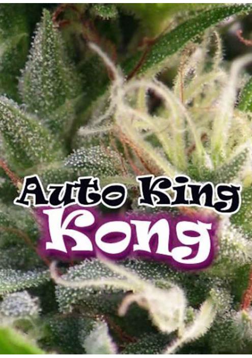 AUTO KING KONG