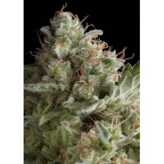 AUTO AMERICAN PIE