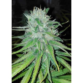 MICHOACAN CREAM REGULAR