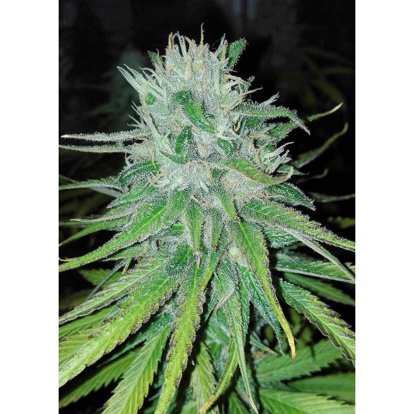 MICHOACAN CREAM REGULAR