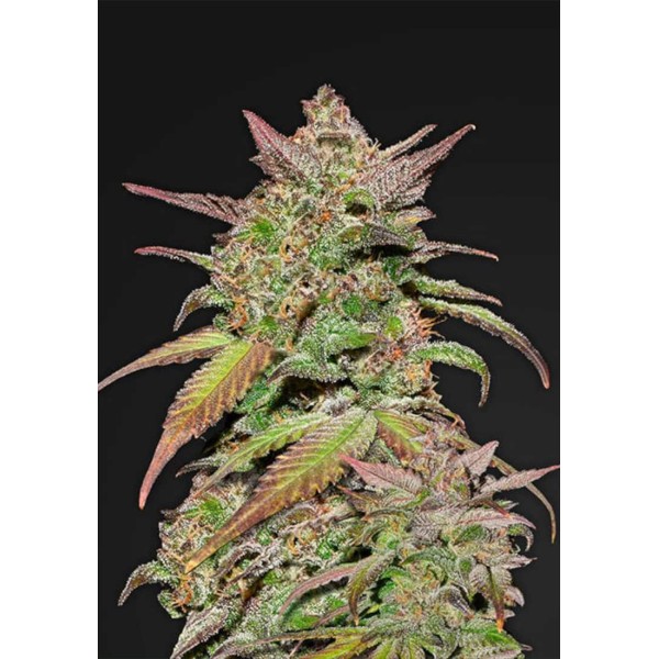 Smoothie Auto da Fast Buds | Sementes de canábis Autoflorescentes