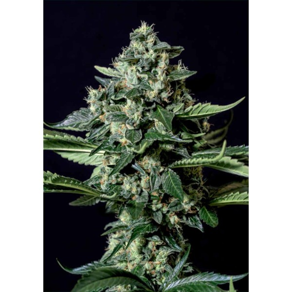 Gorila Bilbo | Sementes de Maconha Feminizadas