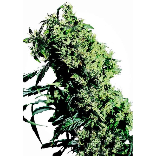 NORTHERN LIGHTS 5 X HAZE