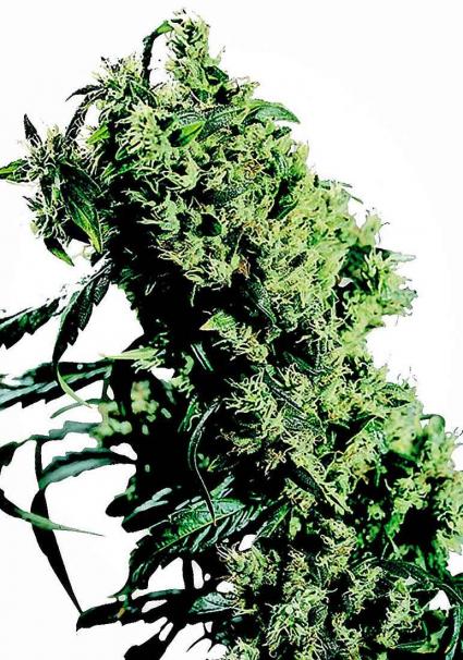 Buy Papi Chulo OG from Sensi Seeds