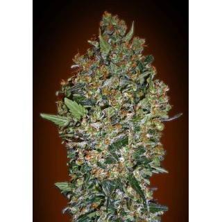 CHEESE BERRY