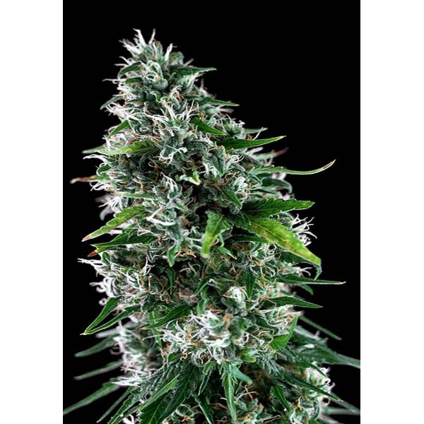KRITIKAL BILBO X AK 47