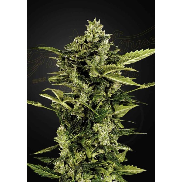 AUTO BOMB