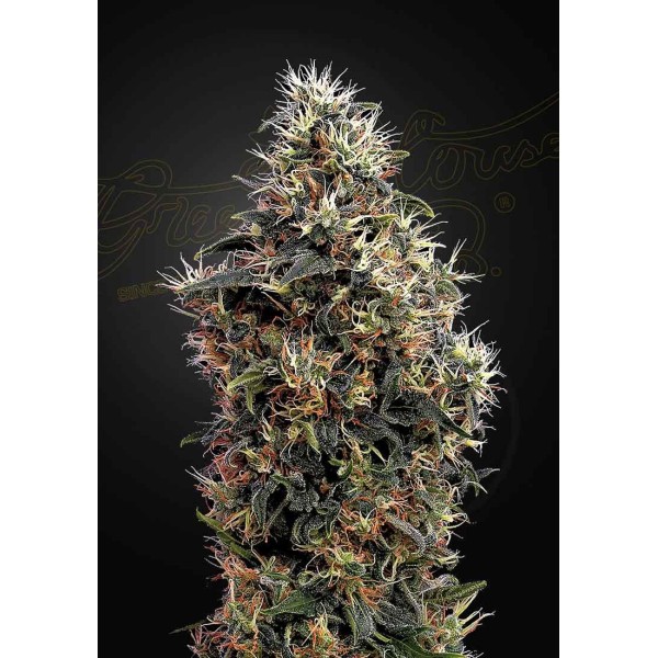 SWEET MANGO AUTO