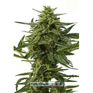 NORTHERN HAZE EXPRESS