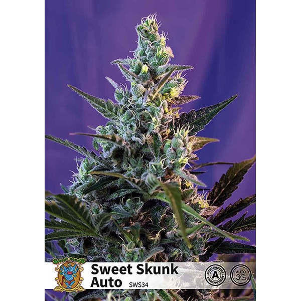 SWEET SKUNK AUTO