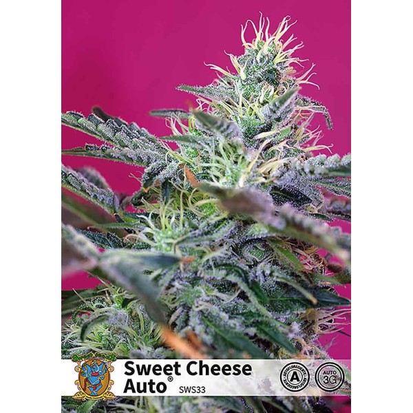 SWEET CHEESE AUTO