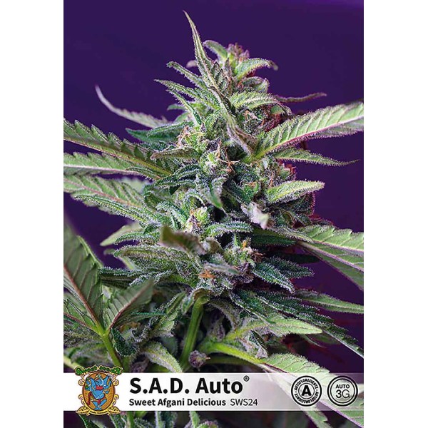 SWEET AFGHANI DELICIOUS (SAD) AUTO