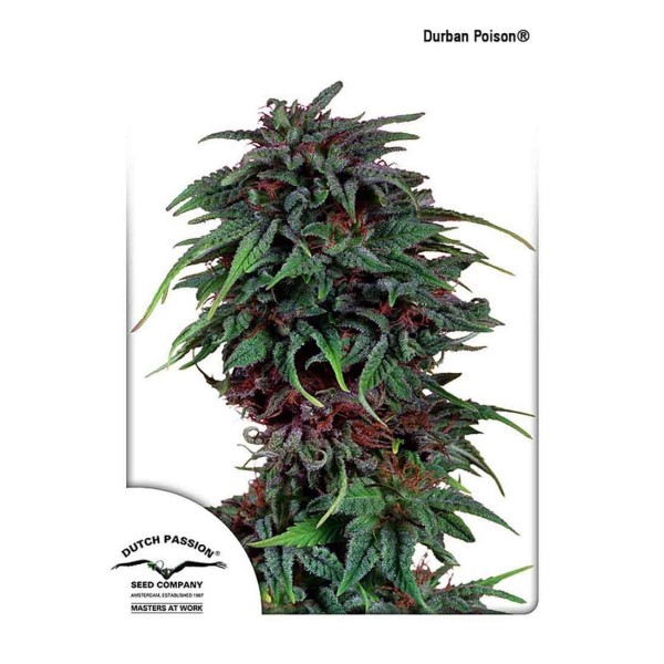 DURBAN POISON