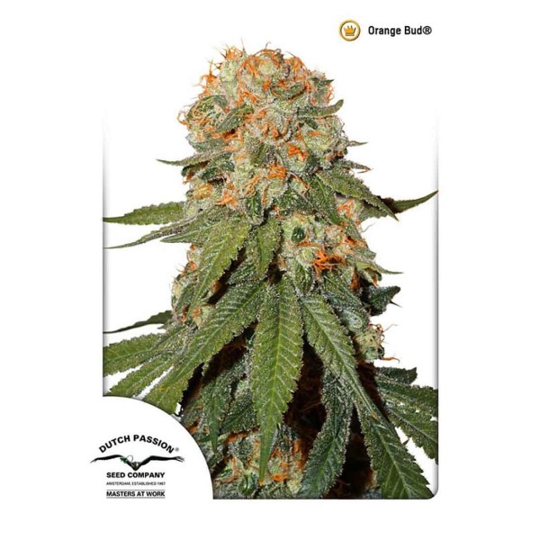 ORANGE BUD