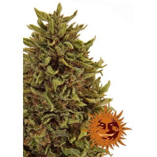 PINEAPPLE EXPRESS AUTO