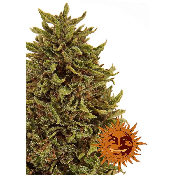 PINEAPPLE EXPRESS AUTO