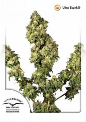 ULTRA SKUNK
